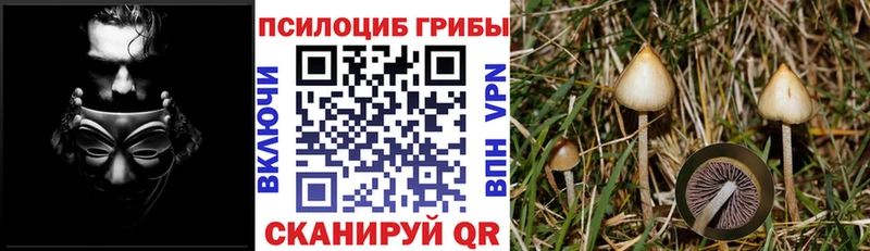 Псилоцибиновые грибы Cubensis  mega как войти  Керчь 